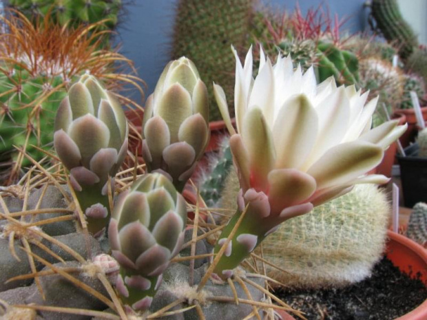 gymnocalycium capillaense