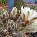 gymnocalycium capillaense