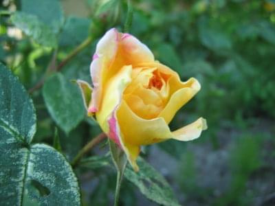 różyczka #kwiaty #róże #różyczka #ogród