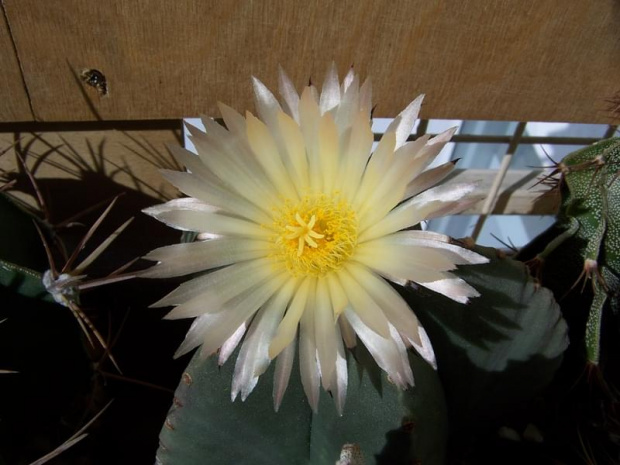 Astrophytum myriostigma v. nudum