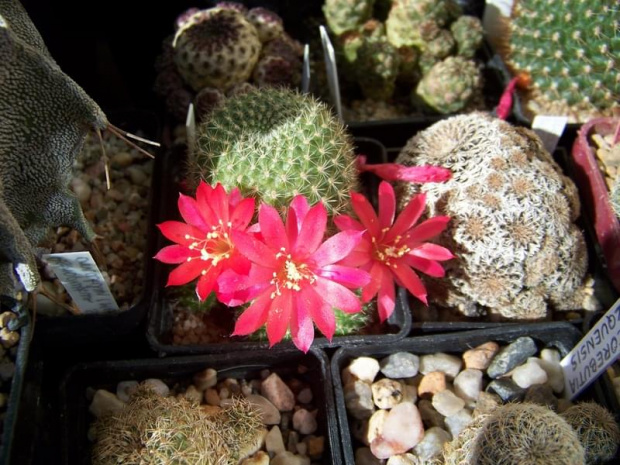 Rebutia minuscula