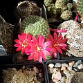 Rebutia minuscula