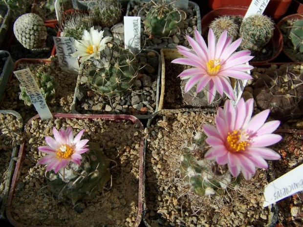 Turbinicarpus