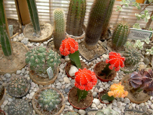 Kaktusowo... #kaktusy