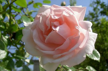 Jeszcze jedna roża. #roże