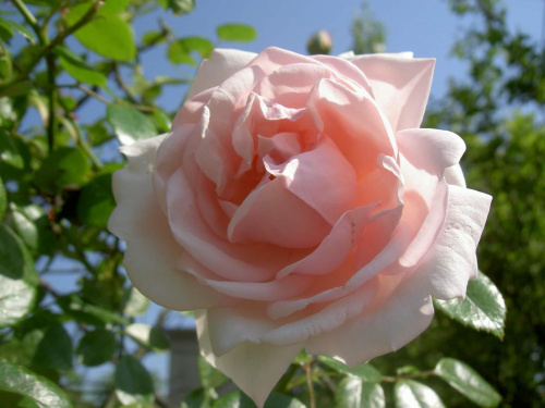 Jeszcze jedna roża. #roże