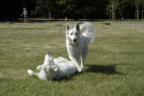 #WhiteSwissShepherd