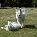 #WhiteSwissShepherd