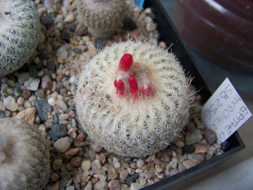 Epithelantha micromeris