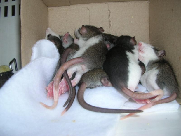 Dwudziesty-drugi dzień