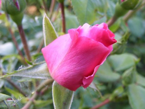 róża #kwiat #róża