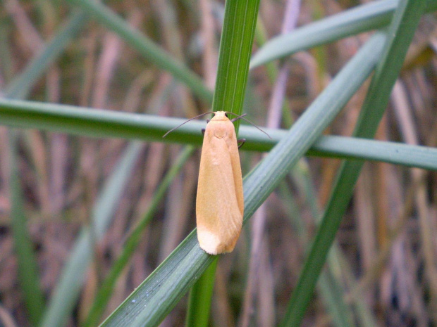 Fałdówka siostrzyczka - Eilema sororcula . Data : 01.06.2008. Miejscowość : Smogorzewo .