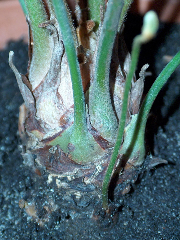 zamia 10