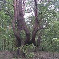 #las #drzewo #przyroda #spacer