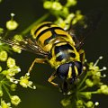 #makro #mucha #natura #owad #potwór #samolot #pszczoła