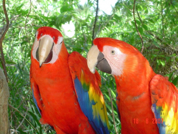 Xcaret