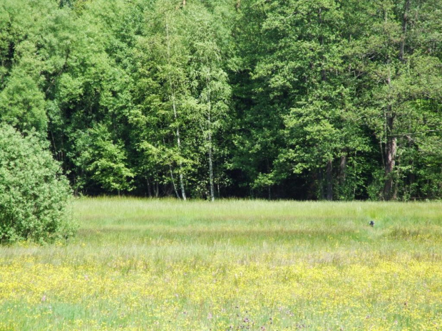 mijamy Pisz i Puszczą Piską. Dalej przez takie łąki i spokojne drogi kierujemy sie na doline Rospudy