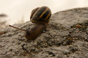 Ślimak na skale, zwilżonej morskim wiatrem... #bornholm #dania #ronne #morze #bałtyckie #brzeg #bałtyk #ślimak