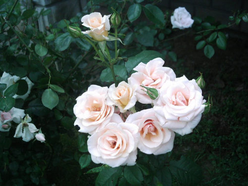 Kwiaty z mojego ogrodu #Kwiaty #przyroda #róże