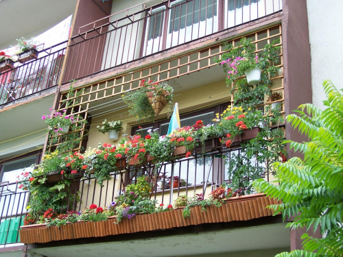 Trochę zmian w tym roku:-) #balkon #KwiatyBalkonowe #petunie #surfinie #koleusy