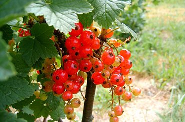 Dojrzewające Porzeczki #dojrzewanie #drzewko #krzaczek #krzak #lato #lisc #macro #makro #natura #ogród #owoc #porzeczka #sad #zielen