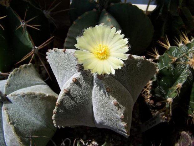 Astrophytum myriostigma