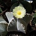 Astrophytum myriostigma