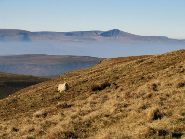 Brecon Beacons z tradycyjną owcą #góry