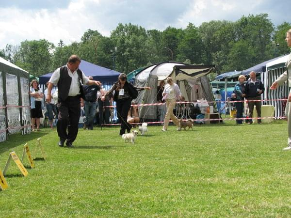 Psy klasa pośrednia ciąg dalszy