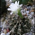 032.Gymnocalycium