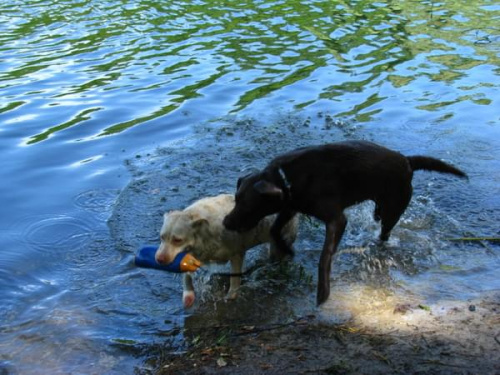 Hexa i Neska #Labrador