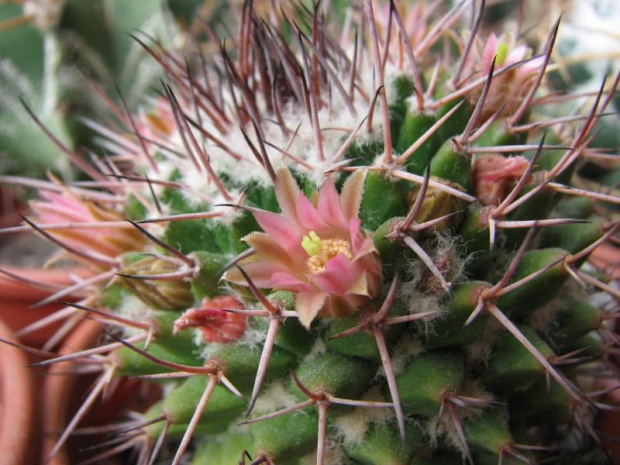 mammillaria carnea