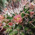 mammillaria carnea