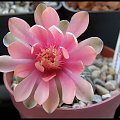 331.Gymnocalycium baldianum