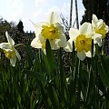 Narcyz #Rośliny #ogród #fauna #flora #kwiaty #wiosna #lato