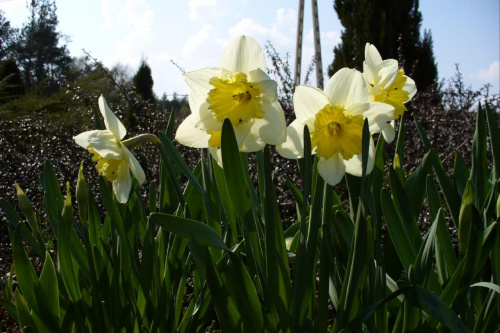 Narcyz #Rośliny #ogród #fauna #flora #kwiaty #wiosna #lato