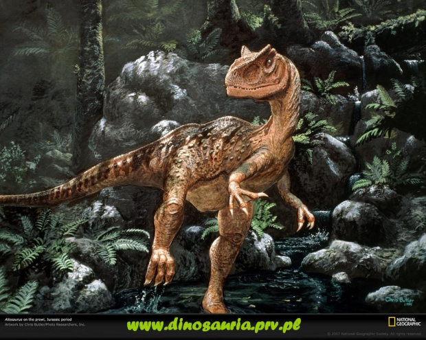 www.dinosauria.prv.pl
Wszystko o dinozaurach...