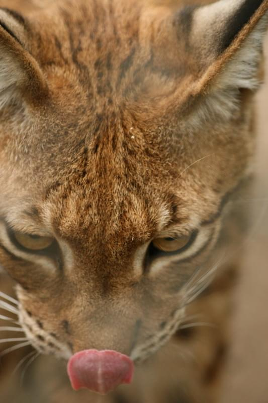 bydgoszcz zoo