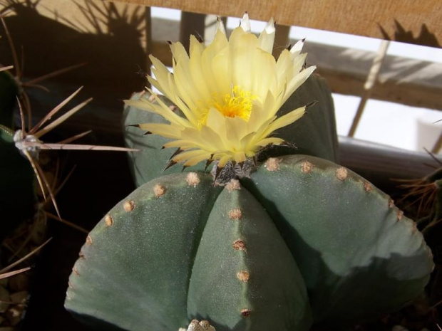 Astrophytum myriostigma v. nudum