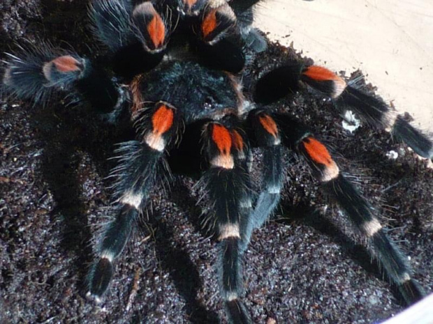 Brachypelma auratum L10 samiec