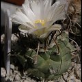 286. Turbinicarpus schmiedickeanus ssp. klinkerianus El Huizache