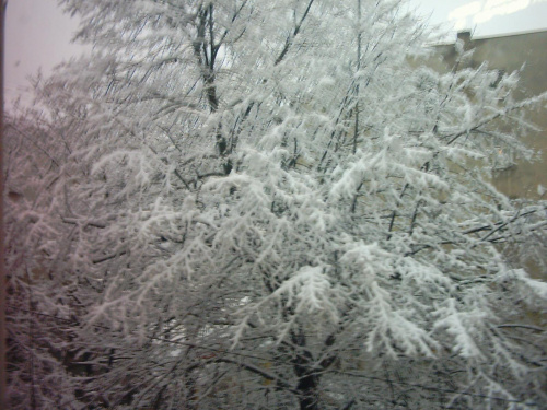 zima :) #zima #drzewo #okno