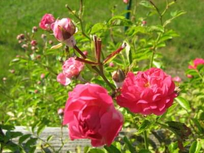 róże #Róże #kwiaty #ogród