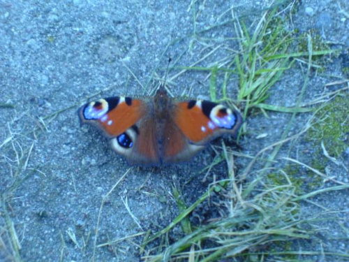 #motyl #natura #owady #przyroda
