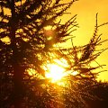 Zachód słońca #zachód #słońca #wieś #widok #przyroda #słońce #drzewa