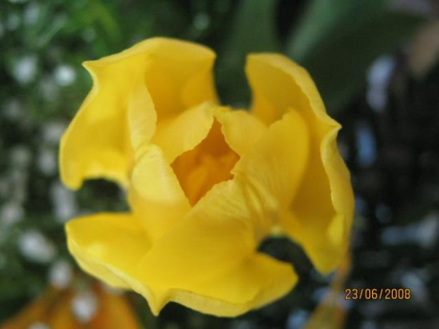 Tulipan #Tulipan #kwiat