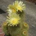 Notocactus leninghausii