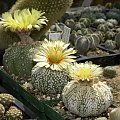 Astrophytum asterias cv supercabuto