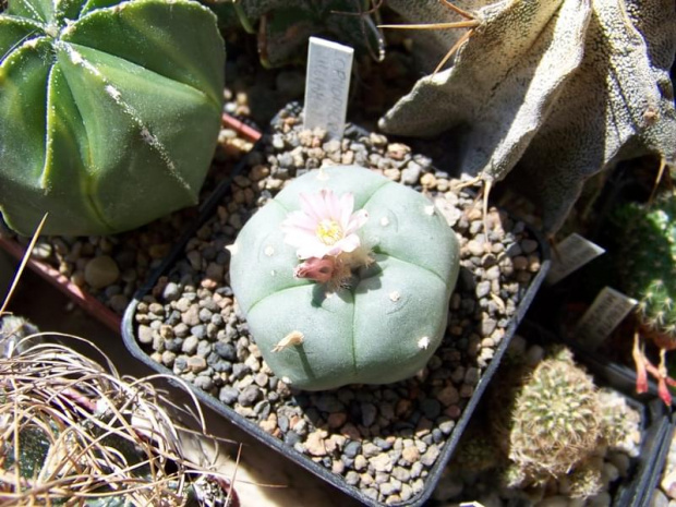 Lophophora williamsii