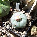 Lophophora williamsii